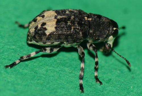 Réf. 329 937 : Tropideres albirostris